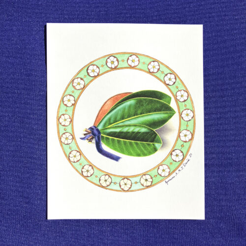 Southern Magnolia Leaves